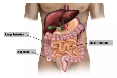 best hospital for appendix surgery in madhepura, best doctor for appendix treatment in madhepura, cost of appendix surgery in madhepura